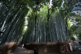 bamboo grove arashiyama